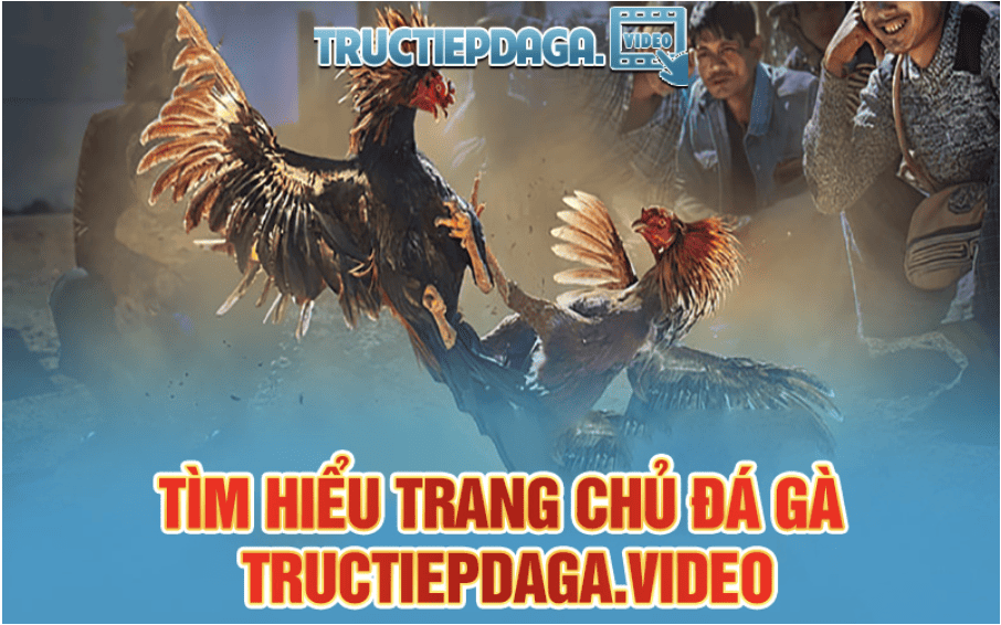 Trang về cá cược đá gà trực tiếp tructiepdaga.video